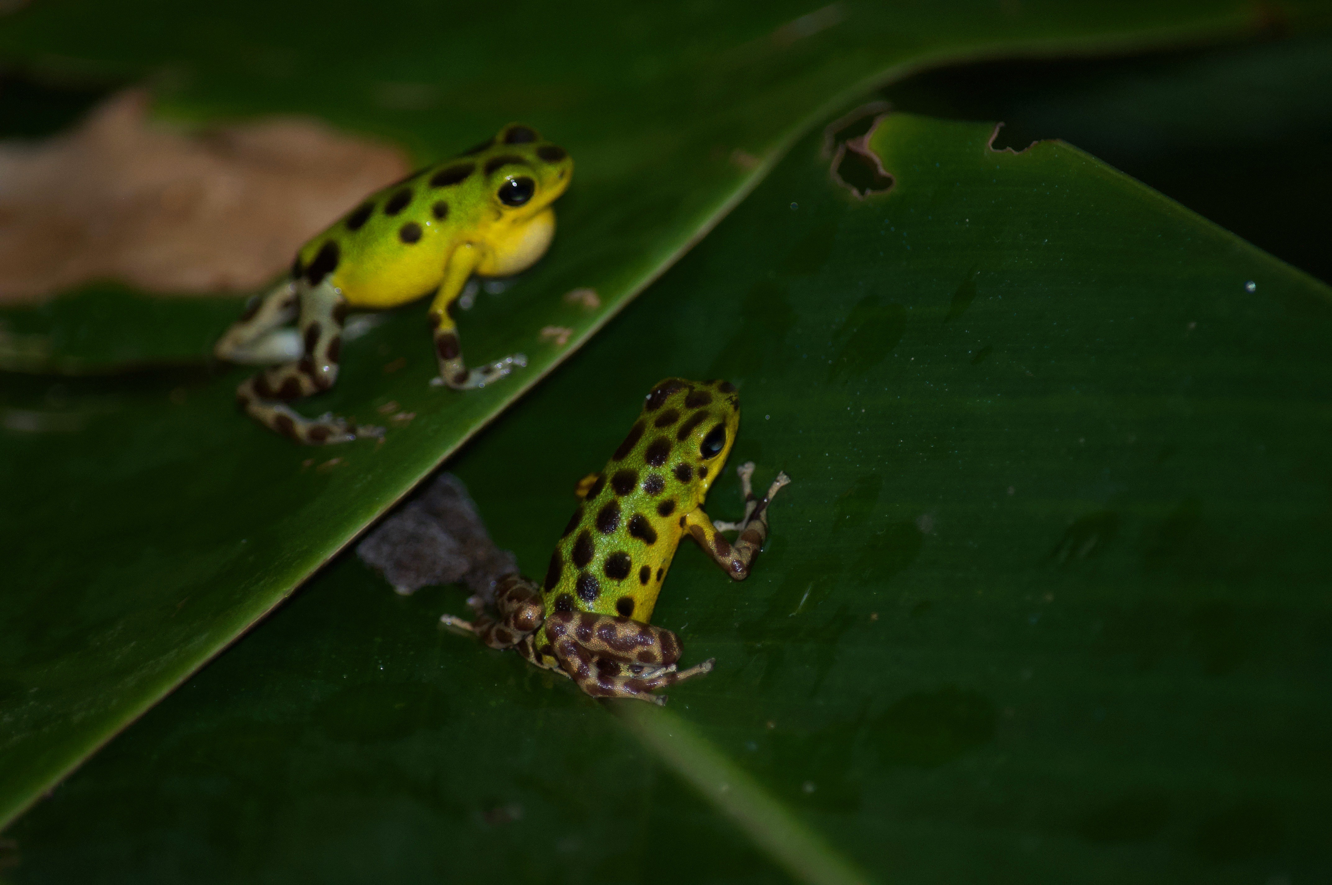 Panamas Tierwelt