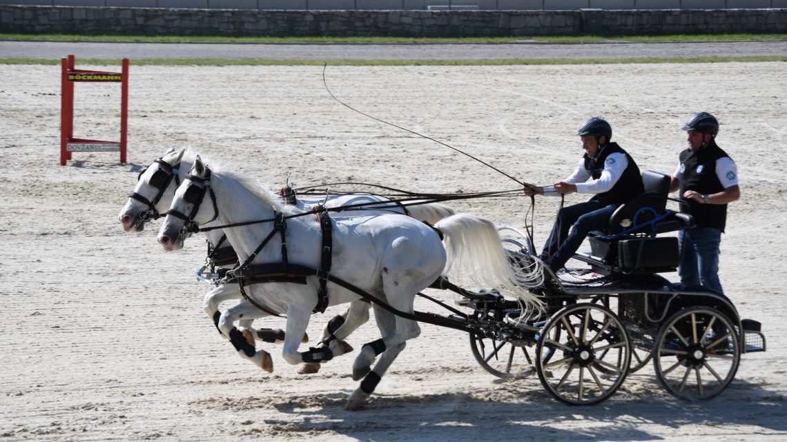 Das Gestüt Lipica – Heimat der Lipizzaner