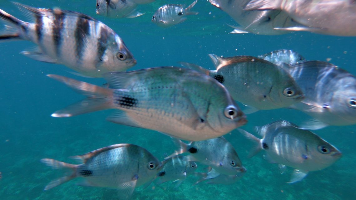 Schnorcheln auf Mauritius