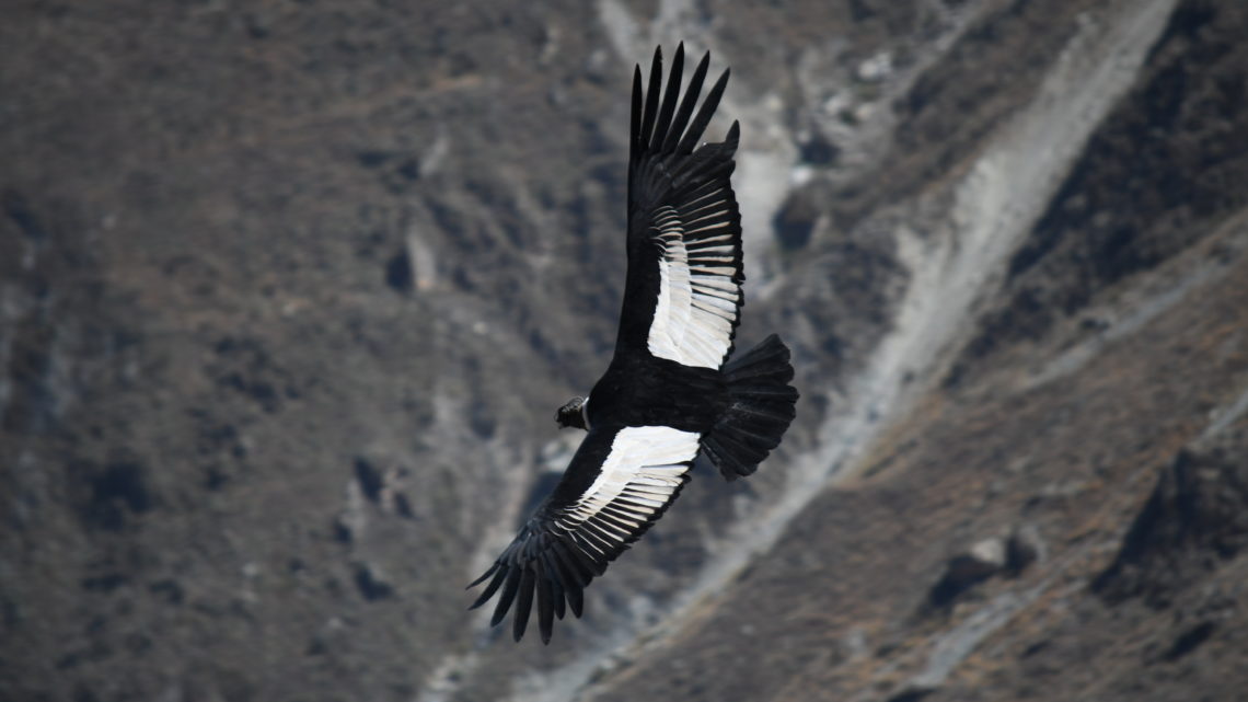 Cañón de Colca – Andenkondore und aktive Vulkane